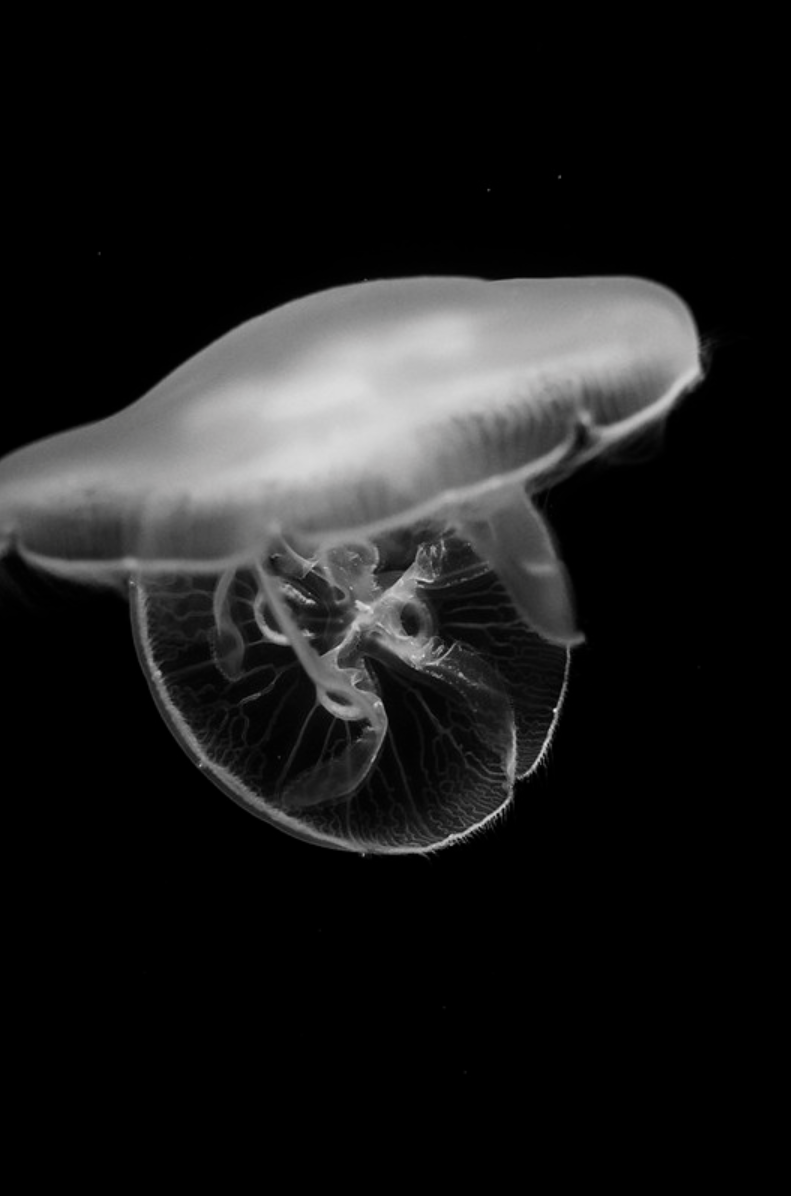 Dancer under water_2